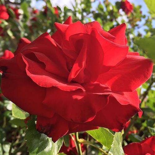 Rosa Santana® - rood - klimroos